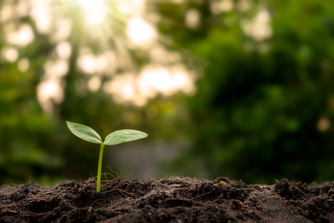 Sustainable Promotional Products: Why Eco-Friendly Merchandise Continues to Grow 